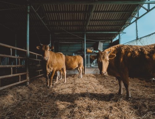 Carne bovina: il Brasile è il nuovo leader globale. Supera gli Usa per produzione ed export