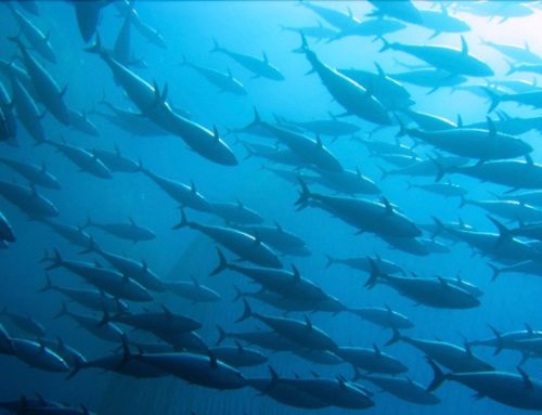 Grastim e Findus insieme per la decarbonizzazione dello stabilimento di Cisterna di Latina