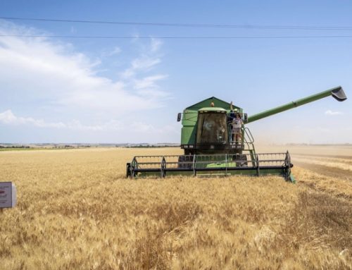 Il Pastificio Granoro pubblica il secondo Bilancio di Sostenibilità