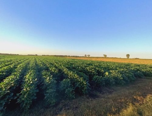 Veneto: si accentua il ‘mal verde’ della soia, gli agricoltori scelgono di seminare mais