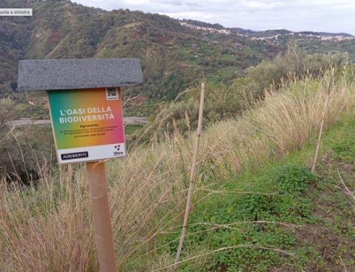 Agromonte rinnova la partnership con 3Bee a favore della tutela delle api e della biodiversità