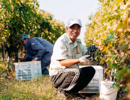 La Cina si converte sempre di più al vino bianco