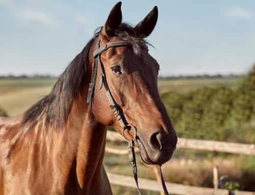 Carne equina, crolla il consumo nel Belpaese. 9 italiani su 10 non la mangiano