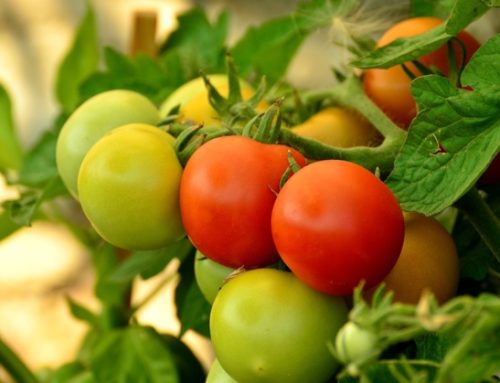 Raccolta pomodoro: in Italia previste 5,6 milioni di tonnellate. Le Op chiedono aumento dei prezzi