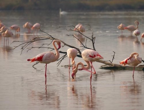 Troppi fenicotteri nel Delta del Po: a rischio la produzione di riso, possibile perdita dell’80% del raccolto