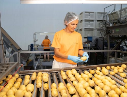Patate Romagnoli: rese in calo ma alta qualità del prodotto, ottime performance per la Dop