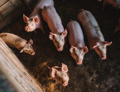 Uk / Tesco e Asda sospendono le forniture da Cramswick, accusata di maltrattare i suini