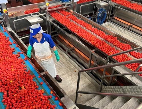 Conserve Italia: lavorazioni pomodoro a pieno regime