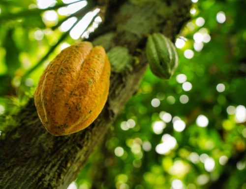 Camerun / Cresce la produzione di cacao, ma aumenta il rischio di deforestazione