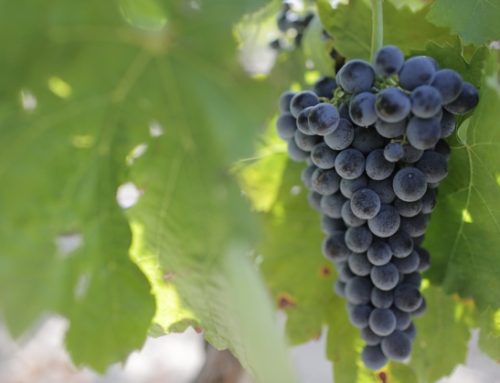 Vendemmia al via in Sicilia. Produzione attesa a +10% sul 2024