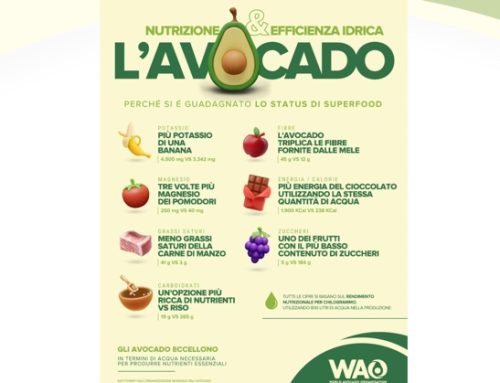 L’avocado primeggia nella classifica dell’efficienza idrica e nutrizionale