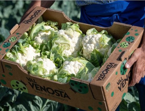 Cavolfiore di montagna Val Venosta: nel 2025, previste 3mila tonnellate di prodotto