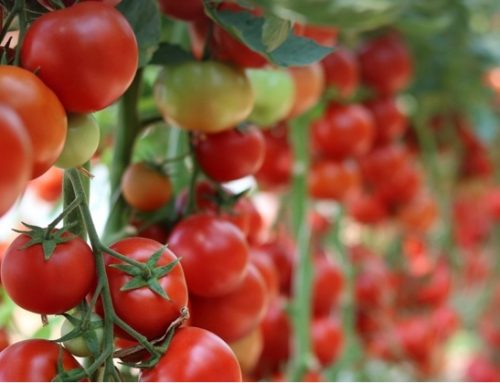 Ue: raccolti 62,2 milioni di tonnellate di ortaggi freschi nel 2024 (+6%). Italia prima per pomodori