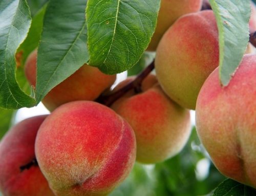 Pesche e nettarine: produzione europea in calo, bene l’Italia. L’analisi di Ismea