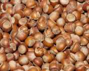 Nocciole, raccolto 2025 in crisi: -60% le rese secondo Cia