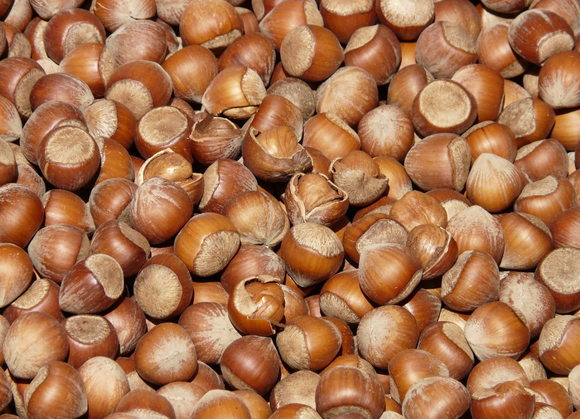 Nocciole, raccolto 2025 in crisi: -60% le rese secondo Cia
