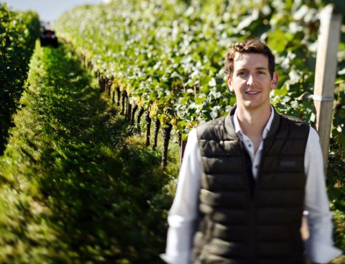 Alto Adige, parte una vendemmia che si prospetta ideale