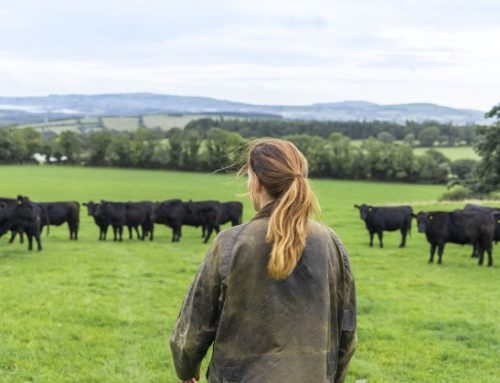 Irlanda / Il Certified Irish Angus forma i futuri allevatori
