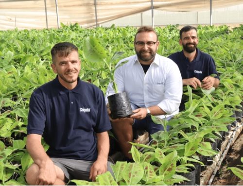 Chiquita coltiverà le banane anche in Italia