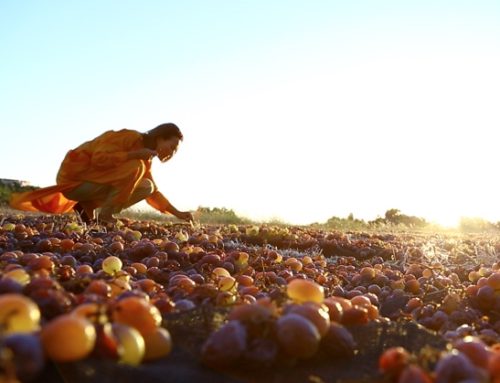 A Pantelleria, Pasqua Vini investe nel progetto enologico di Carole Bouquet