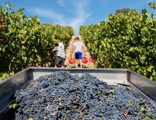 Consorzio Lambrusco: la vendemmia 2025 termina con un forte calo a volume ma qualità eccellente