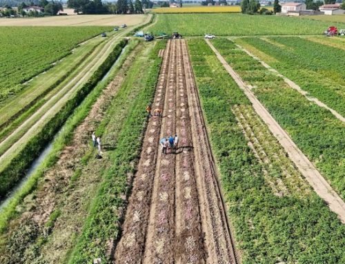 Romagnoli F.lli: oltre 70 campi sperimentali per il futuro del comparto pataticolo