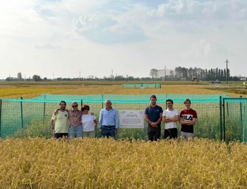 Ente Risi: al via il primo raccolto di riso prodotto con le Tecniche di Evoluzione Assistita