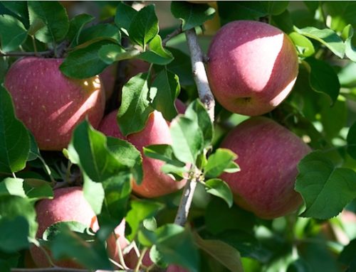 MelaPiù: nuove sperimentazioni e percorso Igp per la Mela dell’Emilia-Romagna
