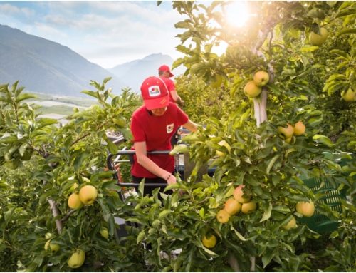Mele Val Venosta: raccolto 2025 stabile, focus sul biologico