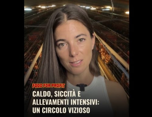 La sezione di Reggio Emilia del Consorzio Parmigiano Reggiano contro Giulia Innocenzi al Reggio Film Festival