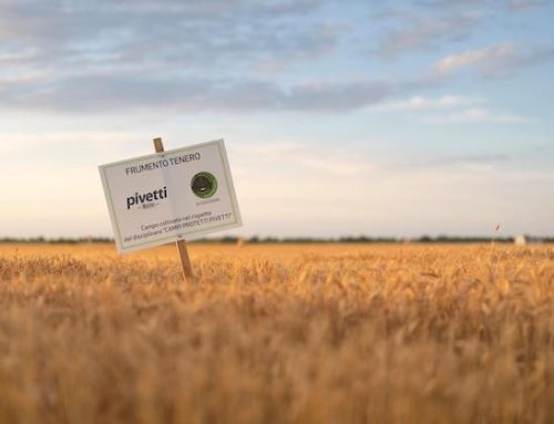 Molino Pivetti e Yara Italia annunciano una partnership per migliorare la sostenibilità delle colture di grano tenero