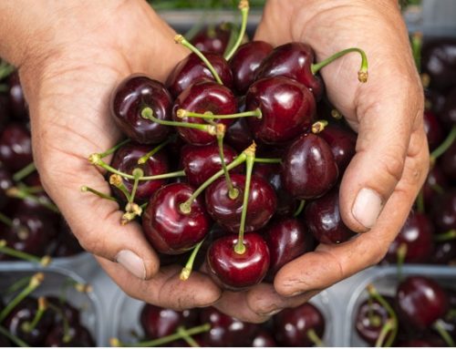 Ciliegie di montagna: accordo storico tra Melinda e VIP per la produzione in Trentino e in Alto Adige