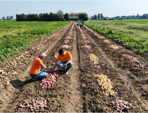Romagnoli F.lli (patate) presenta il quinto Rapporto di sostenibilità