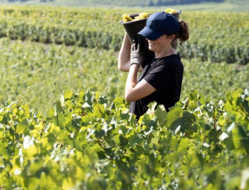 Champagne, risultati eccezionali per la vendemmia 2025 di Perrier-Jouët