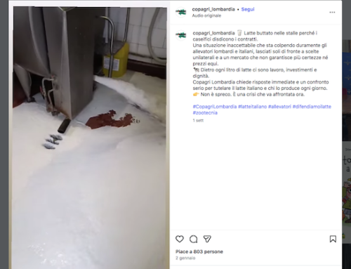 Un’azienda agricola bergamasca getta per protesta la produzione giornaliera di latte: “Non rispettati gli accordi presi a dicembre”