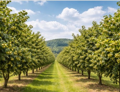 Frutta a guscio: al via un progetto del Masaf e del Crea per una filiera italiana più competitiva