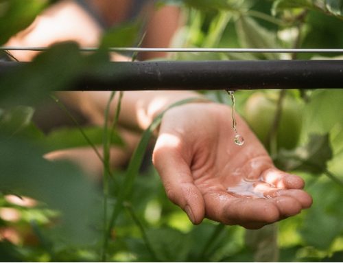 Vip: consegnato il progetto esecutivo per l’ottimizzazione e ampliamento dei sistemi di irrigazione in Val Venosta