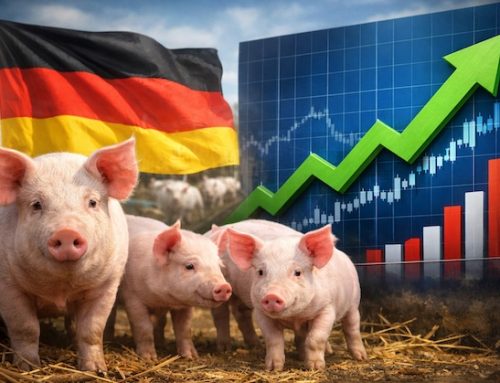 Vezg Germania: carcassa suina a 1,55 euro/kg (+6,9% in due settimane)