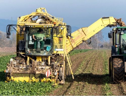 Crisi dello zucchero / 3 Cia-Agricoltori Italiani: “Subito un tavolo nazionale per rilanciare il comparto bieticolo-saccarifero”