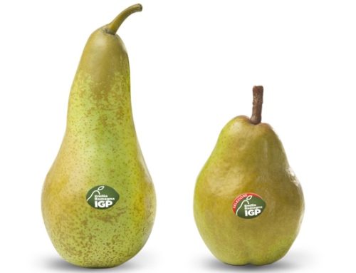 Pera dell’Emilia Romagna Igp: volumi in crescita del 50%, in controtendenza con il resto d’Italia