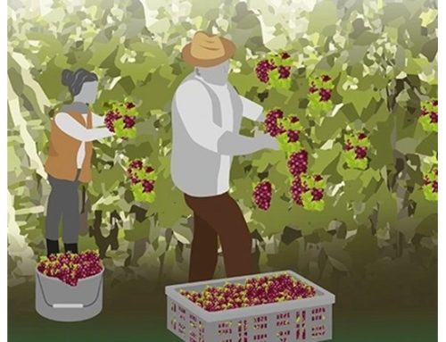 Argea con Stronger Together per la sostenibilità sociale della filiera vinicola