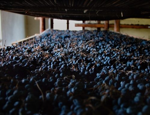 Consorzio Valpolicella: il rito della ‘messa a riposo’ candidato a Patrimonio immateriale Unesco