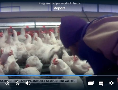 Report manda in onda un servizio con immagini impressionanti su un allevamento riconducibile al Gruppo Aia/Veronesi
