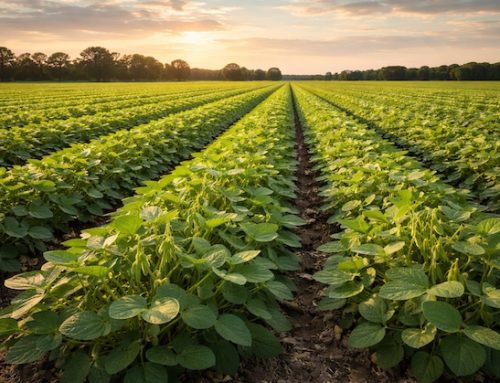 Cina / Il rincaro della soia spinge il settore suinicolo a cercare alternative per i mangimi