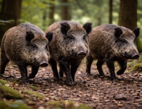 Germania / 500 casi di Peste suina tra i cinghiali nell’ultimo mese in Renania settentrionale