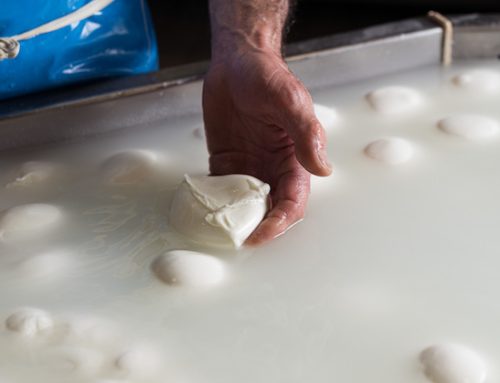 Le conseguenze della Guerra nel Golfo colpiscono la filiera della Mozzarella di Bufala Campana Dop: possibile un rialzo dei listini