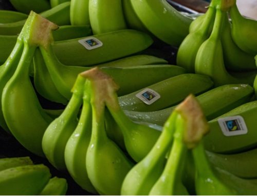 Banane: in Italia, vendute 14mila tonnellate certificate Fairtrade