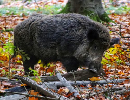 Germania: nuovo caso di peste suina africana in Sassonia
