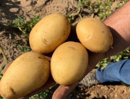Romagnoli F.lli: al via la campagna delle patate novelle siciliane. Al centro, qualità e innovazione varietale