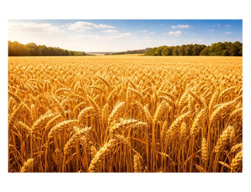 Fao: prezzi agricoli in aumento a marzo, pesa il costo dell’energia